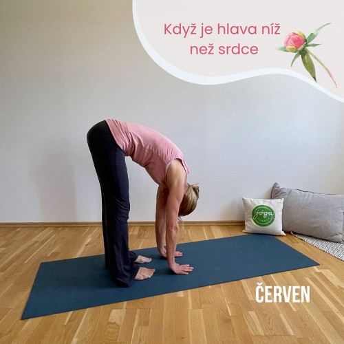 Jógová pozice Předklon Uttanasana Žena v jógové pozici Předklon