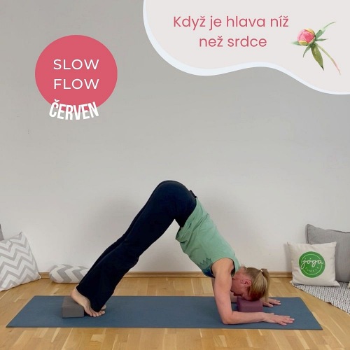 Žena v jógové pozici Delfín s vypodložením hlavy a pat